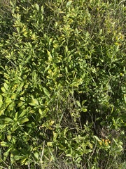 Salix cinerea