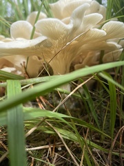 Pleurocybella porrigens