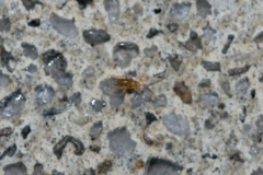Eupodidae