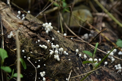 Coprinellus disseminatus