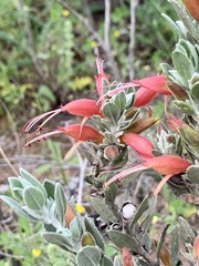 Eremophila glabra
