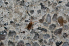Eupodidae