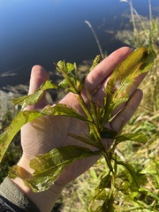 Potamogeton lucens