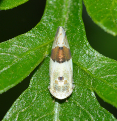 Norvellina seminuda