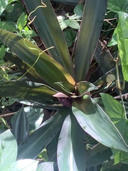 Tradescantia spathacea