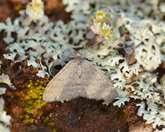Scopula lydia
