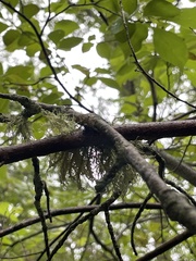 Usnea subfloridana