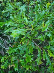 Quercus lyrata