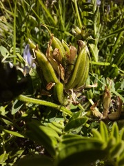 Astragalus tibetanus