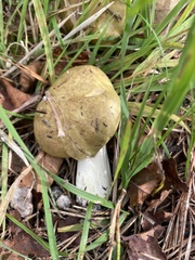Russula claroflava
