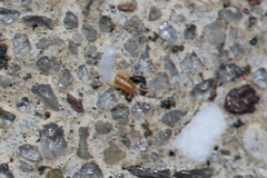 Eupodidae