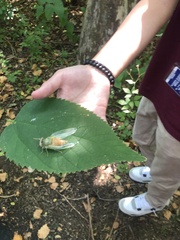 Neotibicen lyricen