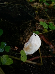 Fuscopostia fragilis