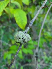 Disholcaspis spongiosa