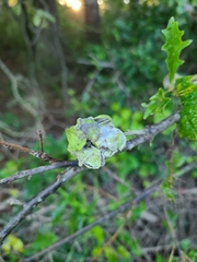 Disholcaspis spongiosa