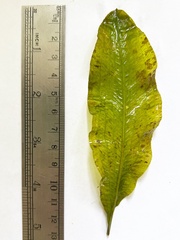 Potamogeton lucens