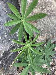 Lupinus