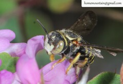 Pseudoanthidium ludingense