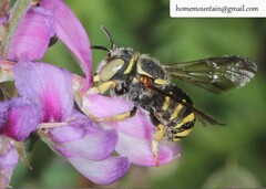 Pseudoanthidium ludingense