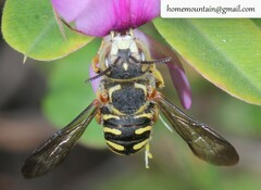 Pseudoanthidium ludingense
