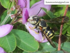 Pseudoanthidium ludingense