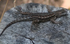 Sceloporus occidentalis occidentalis