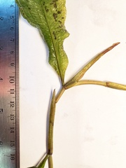 Potamogeton lucens