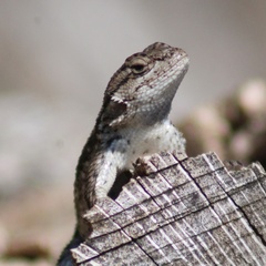Sceloporus occidentalis occidentalis