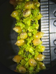 Potamogeton lucens