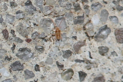 Eupodidae