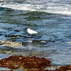 Laridae