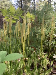 Lycopodium clavatum