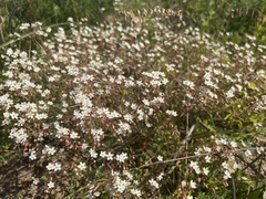 Pharnaceum elongatum