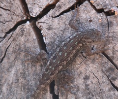 Sceloporus occidentalis occidentalis