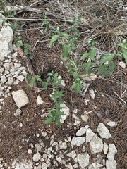 Brickellia cylindracea