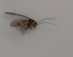 Psocidae