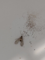 Psocidae