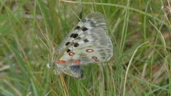 Parnassius apollo