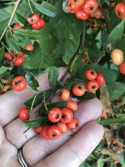Pyracantha coccinea