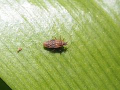 Tingidae
