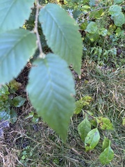 Betula alleghaniensis