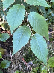 Betula alleghaniensis