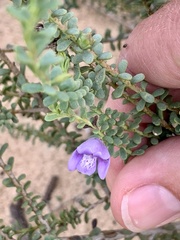 Eremophila weldii