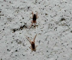 Eupodidae