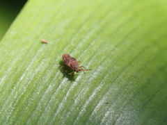 Tingidae