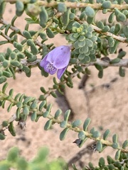 Eremophila weldii