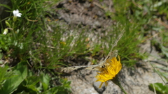 Parnassius phoebus sacerdos