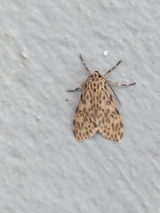 Phaegopterina