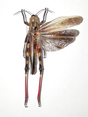 Arcyptera fusca