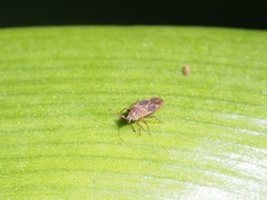 Tingidae